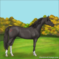Horse Color:Smoky Blue Roan 