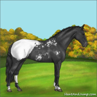 Horse Color:Blue Roan Appaloosa 
