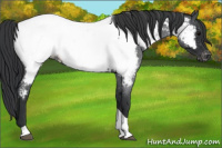 Horse Color:Blue Roan Tobiano Near Fewspot