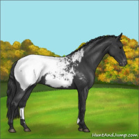 Horse Color:Blue Roan Near Fewspot