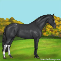 Horse Color:Blue Roan Varnish