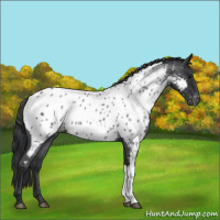 Horse Color:Blue Roan Appaloosa 