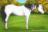 Horse Color:Blue Roan Splash Near Fewspot