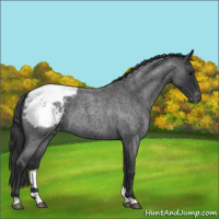 Horse Color:Blue Roan Snowcap 