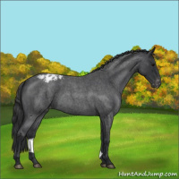 Horse Color:Blue Roan Varnish 