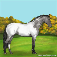 Horse Color:Blue Roan Appaloosa