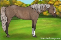 Horse Color:Silver Brown Dun 