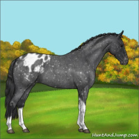 Horse Color:Blue Roan Tobiano Appaloosa 