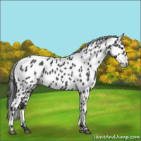 Horse Color:Blue Roan Appaloosa 