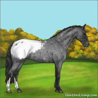 Horse Color:Blue Roan Snowcap 