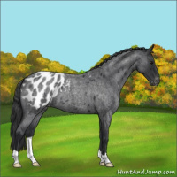 Horse Color:Blue Roan Appaloosa