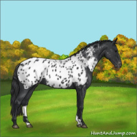 Horse Color:Blue Roan Near Leopard 