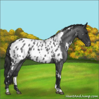 Horse Color:White Spotted Blue Roan Blanket 