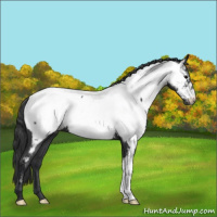 Horse Color:Blue Roan Appaloosa 