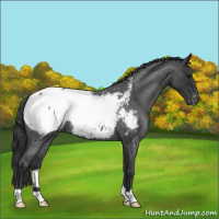 Horse Color:Blue Roan Appaloosa 