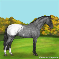 Horse Color:Blue Roan Appaloosa 