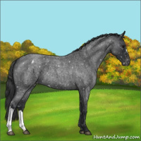 Horse Color:Blue Roan Appaloosa 
