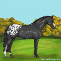 Horse Color:Blue Roan Appaloosa