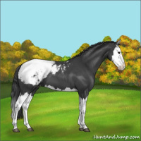 Horse Color:Blue Roan Splash Snowcap 