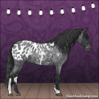 Horse Color:Blue Roan Tobiano Near Leopard 