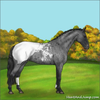 Horse Color:Blue Roan Snowcap