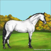 Horse Color:Blue Roan Appaloosa 