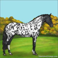 Horse Color:Blue Roan Appaloosa 