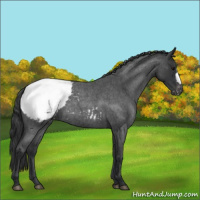 Horse Color:Blue Roan Appaloosa 