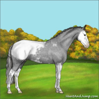 Horse Color:Blue Roan Splash Snowcap 