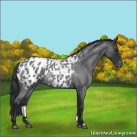 Horse Color:Blue Roan Near Leopard 