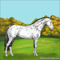 Horse Color:Blue Roan Frame Near Leopard 