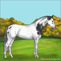Horse Color:Black Splash Tobiano Frame Appaloosa 