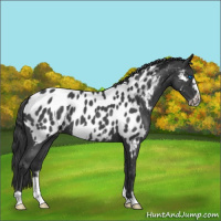 Horse Color:Blue Roan Frame Near Leopard 