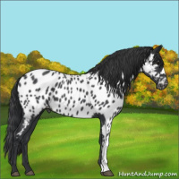 Horse Color:Blue Roan Appaloosa 
