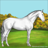 Horse Color:White Spotted Blue Roan Splash Frame Appaloosa