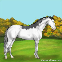 Horse Color:Blue Roan Splash Appaloosa
