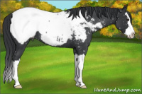 Horse Color:Blue Roan Splash Snowcap 