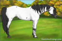 Horse Color:Blue Roan Appaloosa 