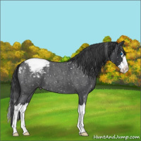 Horse Color:Blue Roan Splash Snowcap 