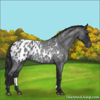 Horse Color:Blue Roan Appaloosa