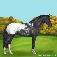 Horse Color:Blue Roan Appaloosa 