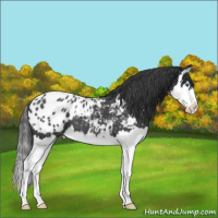 Horse Color:Blue Roan Splash Appaloosa