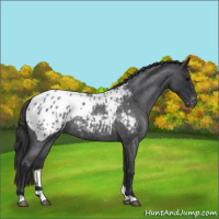 Horse Color:Blue Roan Appaloosa