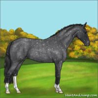 Horse Color:Blue Roan Snowflake Varnish