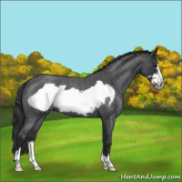 Horse Color:Blue Roan Frame Varnish 