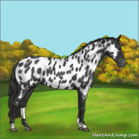 Horse Color:Blue Roan Near Leopard