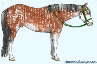 Horse Color:Bay Sabino Appaloosa  and Bay Sabino Rabicano 