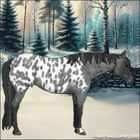 Horse Color:Blue Roan Near Leopard 