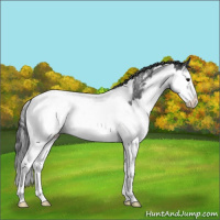 Horse Color:Blue Roan Splash Appaloosa 
