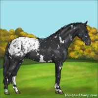 Horse Color:White Spotted Black Appaloosa 